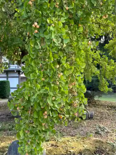 西光院(茨城県)