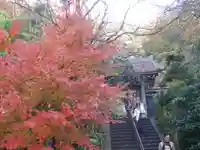 黄梅院(円覚寺塔頭)の自然