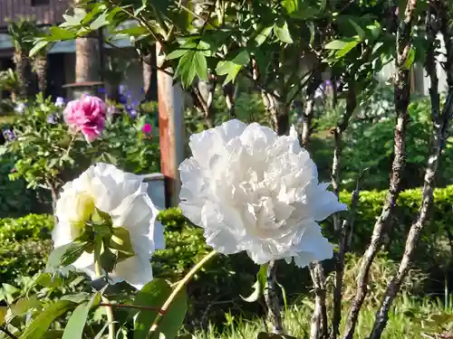 箭弓稲荷神社(埼玉県)