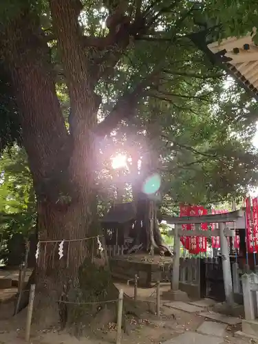 諏訪神社(東京都)