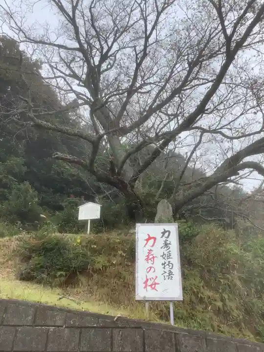 舌根寺廃寺・力寿の桜(愛知県)