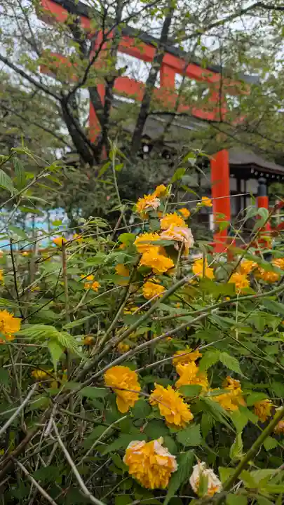 賀茂御祖神社(下鴨神社)の自然