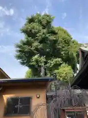 鳩ヶ谷氷川神社(埼玉県)