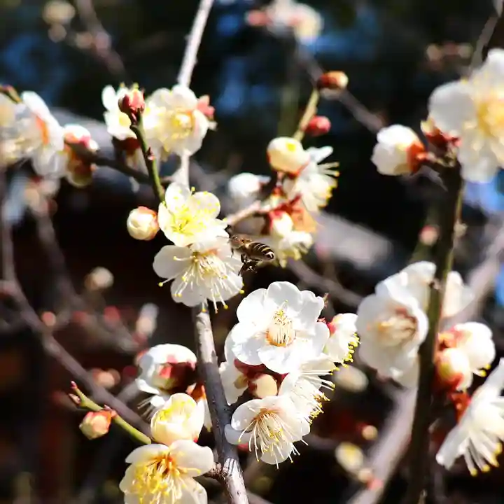 三津厳島神社の自然