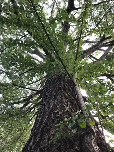 田無神社の自然