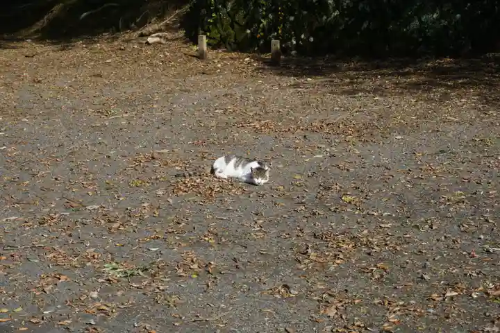 唐澤山神社の動物