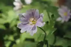 瀧樹神社の自然