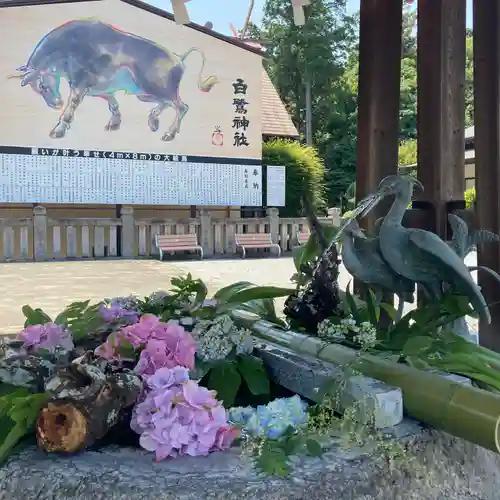 白鷺神社の手水舎
