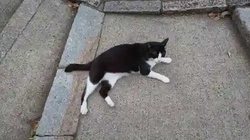 末廣神社の動物