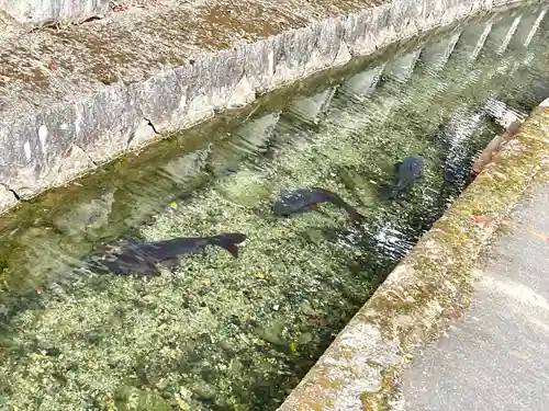 玉緒神社(滋賀県)