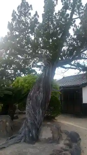 小川八幡宮の自然