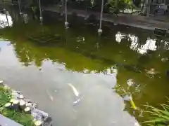 川崎大師（平間寺）の動物