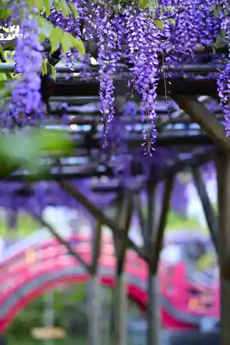 亀戸天神社(東京都)