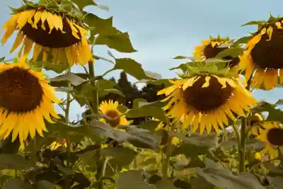 沢山神社（澤山神社)(新潟県)
