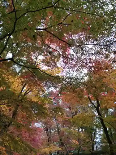 光明寺（粟生光明寺）の自然