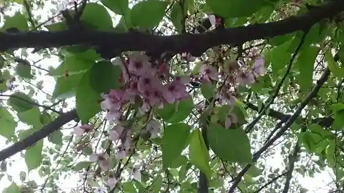 秋葉神社(東京都)