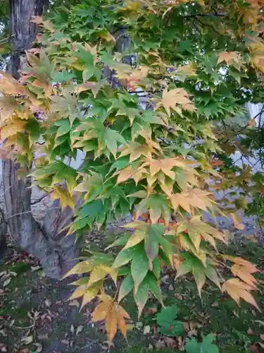 三吉神社の自然