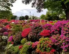 根津神社の自然