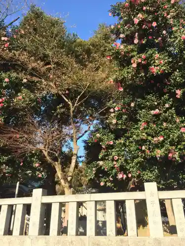 柏諏訪神社の自然