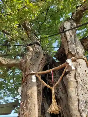 三ツ木神社の自然