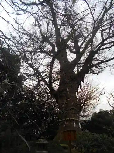 荏柄天神社の自然
