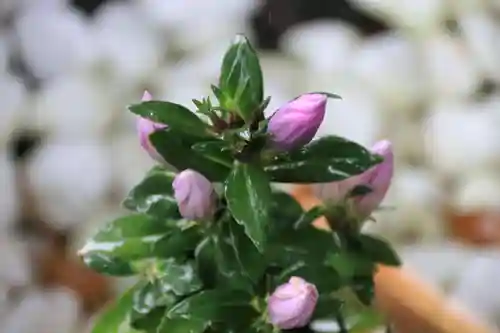 開成山大神宮の手水舎