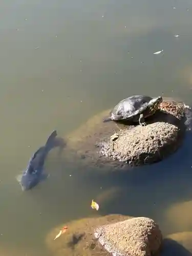 大瀬神社の{uncategorized: "未分類", other: "その他", undefined: "問題あり", building: "その他建物", grave: "お墓", sacred_gate: "鳥居", guardian: "狛犬", statue: "像", buddha: "仏像", history: "歴史", nature: "自然", garden: "庭園", animal: "動物", pagoda: "塔", temizu: "手水舎", mountain_gate: "山門・神門", sanctuary: "本殿・本堂", subordinate: "末社・摂社", art: "芸術", scenery: "景色", jizo: "地蔵", ema: "絵馬", goshuin: "御朱印", omikuji: "おみくじ", items: "授与品その他", amulet: "お守り", goshuincho: "御朱印帳", eats: "食事", festival: "お祭り", votive_dance: "神楽", shichigosan: "七五三参", wedding: "結婚式", experience: "体験その他", initially: "初詣", around: "周辺", anti_infection: "感染症対策"}