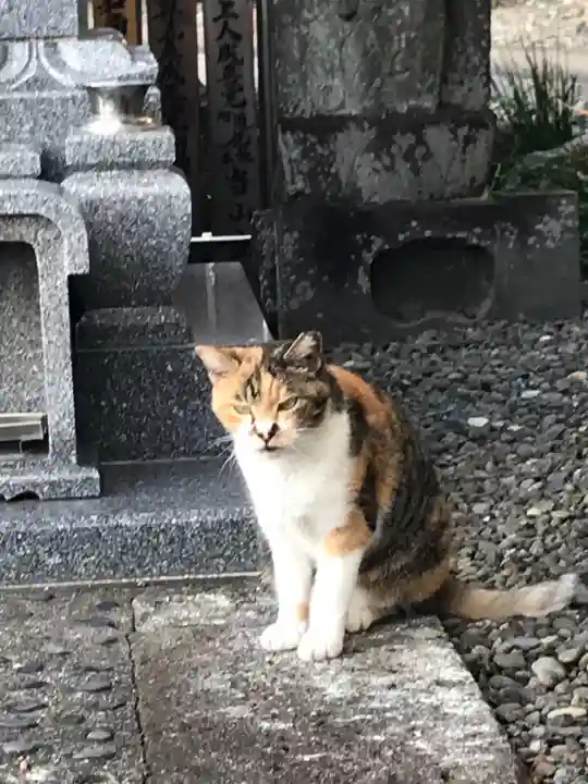 大久保山 自性院の動物