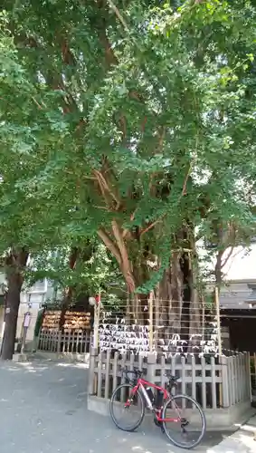 天祖神社の自然