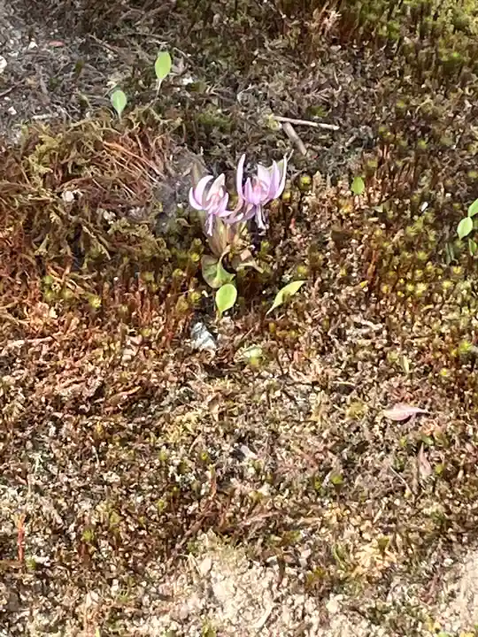 実光院(京都府)