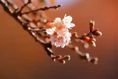 鹿島大神宮の自然