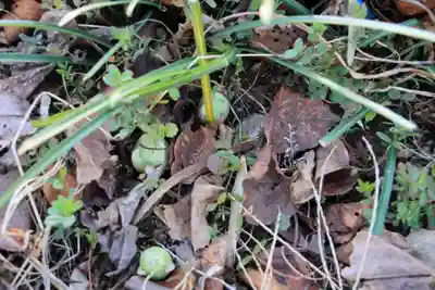 高司神社〜むすびの神の鎮まる社〜の自然