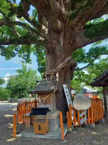 百舌鳥八幡宮の自然