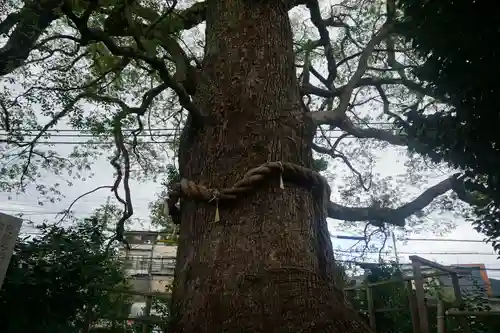新熊野神社の自然