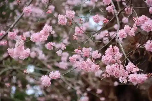 田村神社の自然