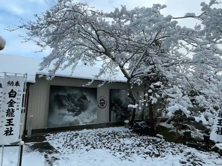 白金龍王社の{uncategorized: "未分類", other: "その他", undefined: "問題あり", building: "その他建物", grave: "お墓", sacred_gate: "鳥居", guardian: "狛犬", statue: "像", buddha: "仏像", history: "歴史", nature: "自然", garden: "庭園", animal: "動物", pagoda: "塔", temizu: "手水舎", mountain_gate: "山門・神門", sanctuary: "本殿・本堂", subordinate: "末社・摂社", art: "芸術", scenery: "景色", jizo: "地蔵", ema: "絵馬", goshuin: "御朱印", omikuji: "おみくじ", items: "授与品その他", amulet: "お守り", goshuincho: "御朱印帳", eats: "食事", festival: "お祭り", votive_dance: "神楽", shichigosan: "七五三参", wedding: "結婚式", experience: "体験その他", initially: "初詣", around: "周辺", anti_infection: "感染症対策"}