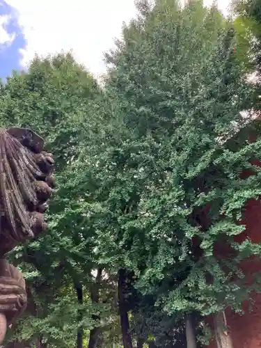 穏田神社の自然