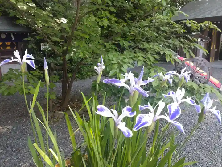 阿佐ヶ谷神明宮の自然