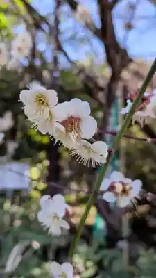 阿佐ヶ谷神明宮(東京都)