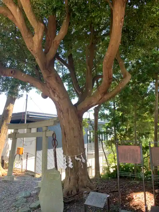 玉前神社の自然