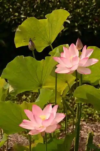 定福寺(高知県)