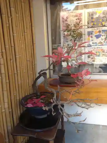 高円寺氷川神社の自然