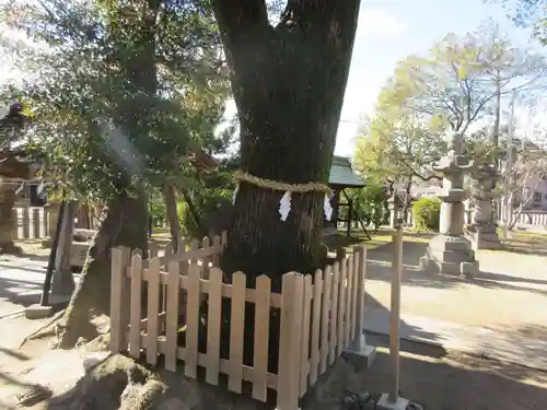 大神神社（花池）の自然