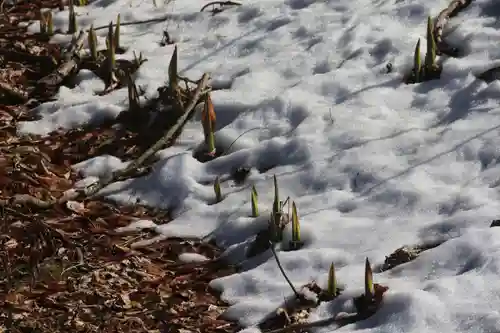 鹿島大神宮の自然