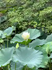 鶴岡八幡宮(神奈川県)