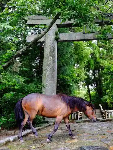 櫻井神社の動物