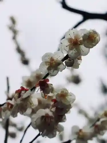 大井神社(静岡県)