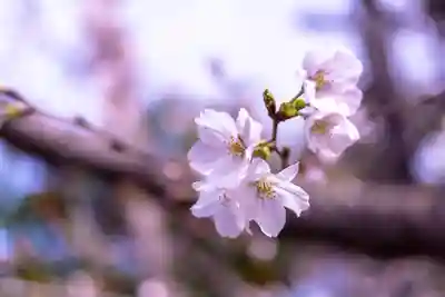 平野神社(京都府)