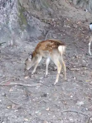 包ケ浦神社の動物