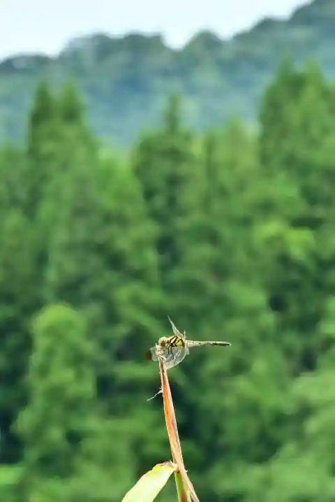 高龍神社(新潟県)